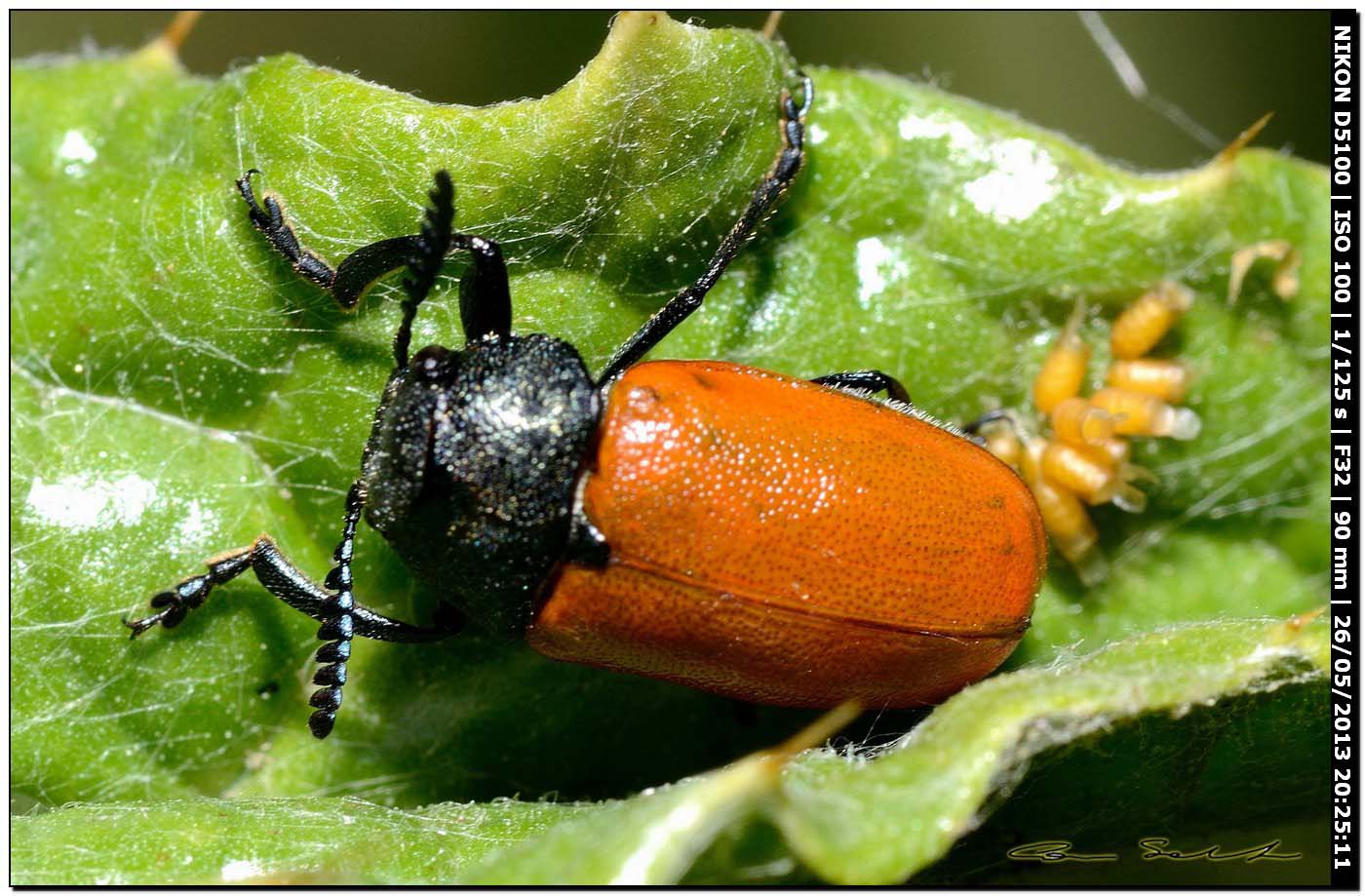 Chrysomelidae, Labidostomis taxicornis?